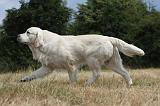 GOLDEN RETRIEVER 721